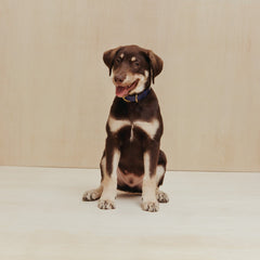 Pet Collar - Sabah Blue