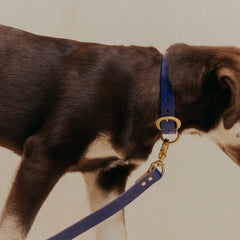 Pet Collar - Sabah Blue