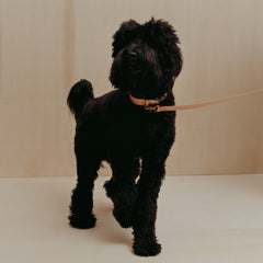 Pet Collar - Veg Tan