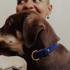 Pet Collar - Sabah Blue